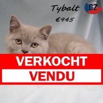 Brits korthaar M 280225 (CZ7393)170625 verkocht - vendu.jpg
