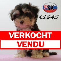 Havanezer 310325 F (SK6018) 290725 verkocht - vendu.jpg