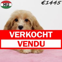 Cavapoo 010225 F(HU1179) 070625 verkocht - vendu.jpg