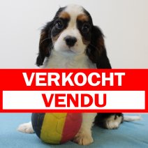 Cavalier King Charles 010425 M(BE6783) 130625 verkocht - vendu.jpg