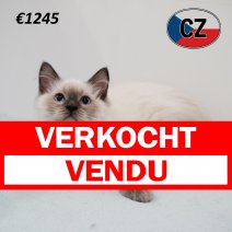 Ragdoll 120325 M (CZ2433) 230725 verkocht - vendu.jpg