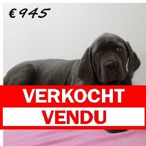 X American XXL Bully F 050325 (HU1292) 250625 verkocht - vendu.jpg
