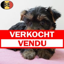Yorkshire Terrier 050625 F(BE6752) 030825 verkocht - vendu.jpg