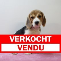 Beagle F 160425 (BE6544) 180625 Verkocht - Vendu.jpg