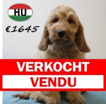 Cockapoo 070425 F (HU3249) 300725 Verkocht - Vendu.jpg