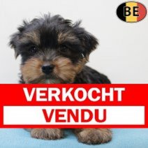 Yorkshire Terrier 050625 M(BE6776) 030825 Verkocht - Vendu.jpg