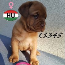 Bordeaux Dog V af te halen rond 300925 (HU) 3.jpg