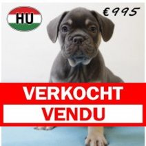 Franse Bulldog 140425 M (HU3275) 300725 Verkocht - Vendu.jpg