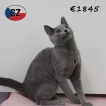 Blauwe rus 020425 F (CZ2422). 120825.jpg