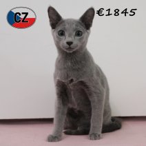 Blauwe rus 020425 F (CZ2429). 120825.jpg