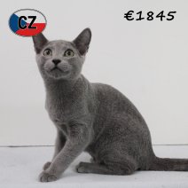 Blauwe rus 020425 M (CZ2437). 120825.jpg