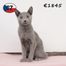 Blauwe rus 030425 F (CZ2425). 120825.jpg