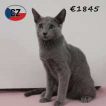 Blauwe rus 030425 F (CZ2427). 120825.png.jpg