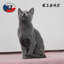 Blauwe rus 030425 F (CZ3077). 120825.jpg