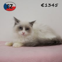 Ragdoll 190325 F (CZ2438). 120825.jpg