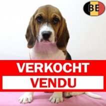 Beagle 180425 F(BE6689) 030825 Verkocht - Vendu.jpg