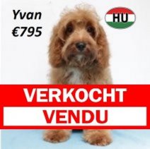 Cavapoo 290125 M(HU1171) 070625 Verkocht - Vendu.jpg