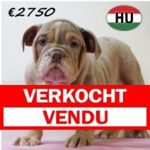 Engelse Bulldog 050425 F (HU3222) 300725 Verkocht - Vendu.jpg