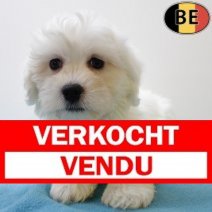 Maltezer 230525 M(BE7021) 030825 Verkocht - Vendu.jpg