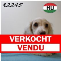 Teckel 070425 M (HU3258) 300725 Verkocht - Vendu.jpg