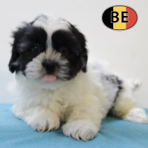 Lhasa Apso 160625 M (BE7003) 130825.JPG