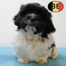 Lhasa Apso 160625 M (BE7010) 130825.JPG