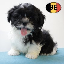 Lhasa Apso 160625 M (BE7014) 130825.JPG