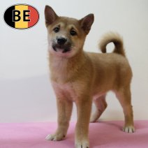 Shiba Inu 120625 F (BE7700) 130825.JPG