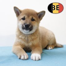 Shiba Inu 120625 M (BE6546) 130825.JPG