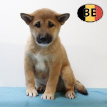 Shiba Inu 120625 M (BE6747) 130825.JPG