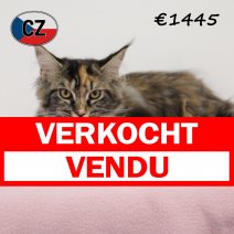 Maine Coon 250325 F (CZ6760). 120825 verkocht - vendu.jpg