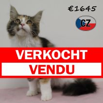 Maine Coon 250325 F (CZ6750). 120825 verkocht - vendu.jpg