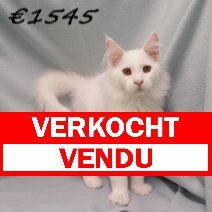 Maine Coon 060325 M(HU5518) 260625 verkocht - vendu.jpg