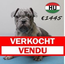 Franse Bulldog 140425 M (HU3272) 300725 Verkocht - Vendu.jpg
