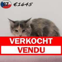 Maine Coon 250325 F (CZ6753) 120825 verkocht - vendu.jpg
