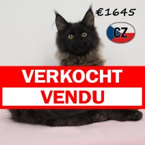 Maine Coon 170325 F (CZ3078). 120825 verkocht - vendu.jpg