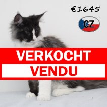 Maine Coon 170325 M (CZ3072). 120825 verkocht - vendu.jpg