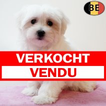 Maltezer 220525 F(BE6886) 250725 verkocht - vendu.jpg