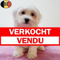 Maltezer 220525 F(BE6881) 250725 verkocht - vendu.jpg