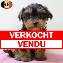 Yorkshire Terrier 050625 F(BE6764) 030825 verkocht - vendu.jpg