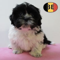Lhasa Apso 160625 F (BE7009) 130825.JPG