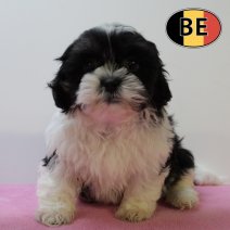 Lhasa Apso 160625 F (BE7011) 130825.JPG