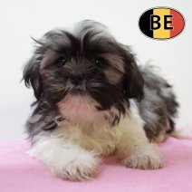 Shih Tzu 020625 F (BE6935) 130825.JPG