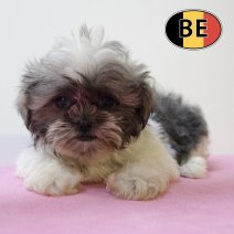 Shih Tzu 020625 F (BE7007) 130825.JPG
