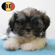 Shih Tzu 020625 M (BE6939) 130825.JPG