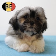 Shih Tzu 020625 M (BE6996) 130825.JPG