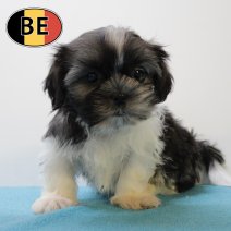 Shih Tzu 020625 M (BE7004) 130825.JPG