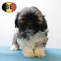 Shih Tzu 020625 M (BE7008) 130825.JPG