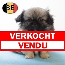 Pekingees 170525 M (BE3828)160725 verkocht - vendu.jpg