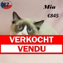 Ragdoll F 180225(CZ4185) 170625 verkocht - vendu.jpg